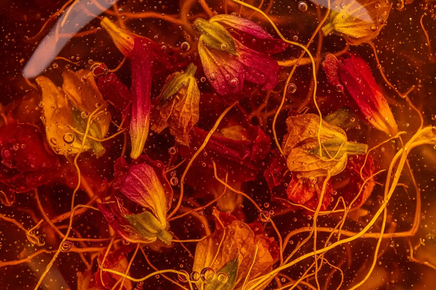 Détail de fleur en infusion liquide, bulles flottantes, illustrant l’actif botanique anti-âge Pilosa.
