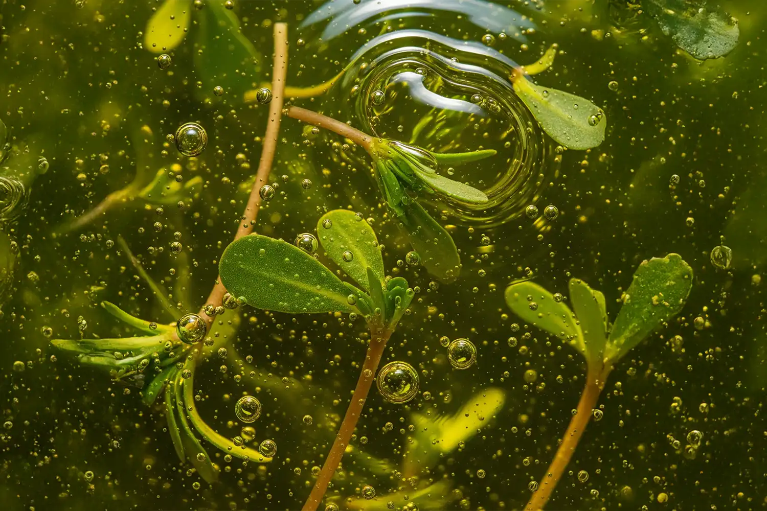 Feuilles vertes charnues en macro, entourées de bulles translucides, représentant le pourpier apaisant et riche en oméga-3.
