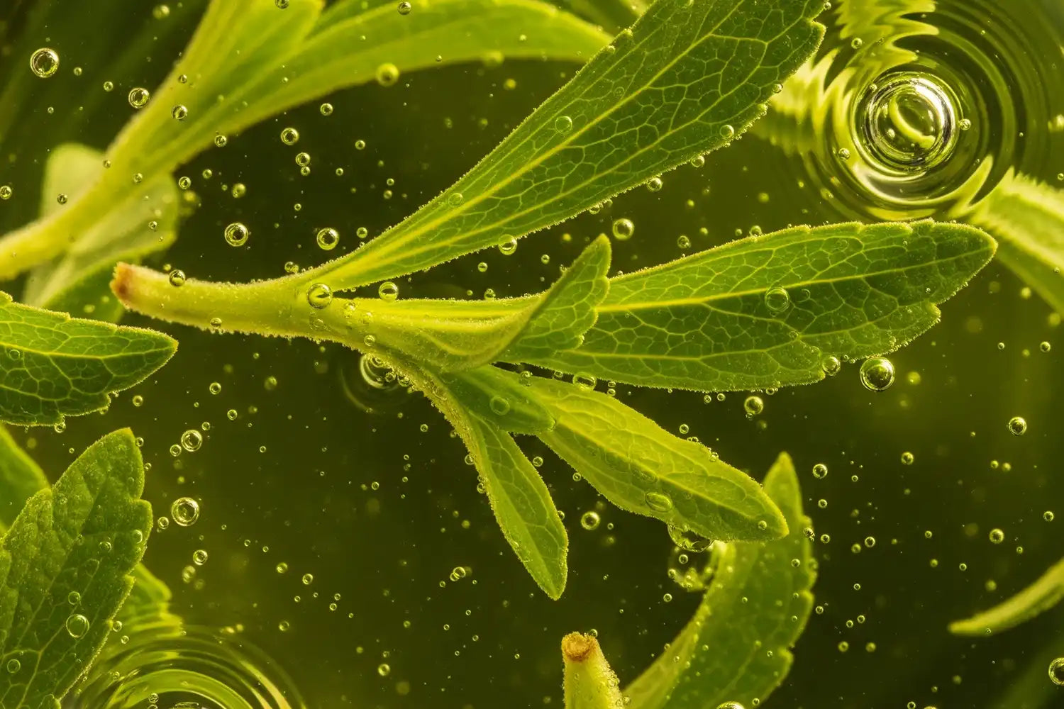 Feuilles vertes de stevia plongées dans un liquide clair, bulles visibles, évoquant la douceur végétale de la stevia.