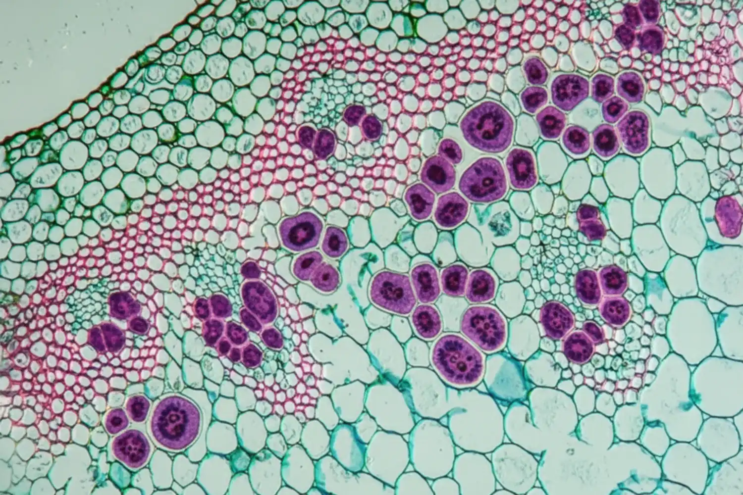 Texture lipidique fluide en macro, reflets doux et bulles translucides, symbolisant la phytosphingosine, lipide biomimétique protecteur.